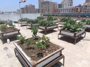 مبادرة زراعة الأسطح